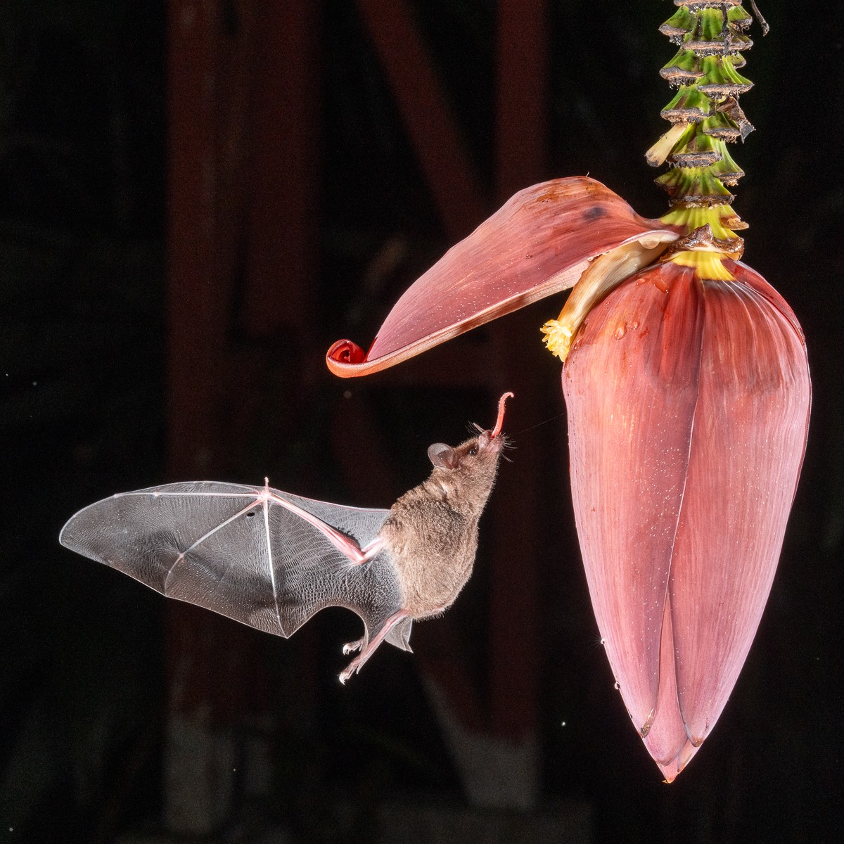foto Not&iacute;cia Piracicaba